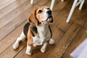 Close up of a beagle dog standing